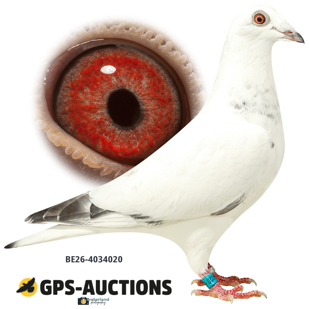 Lot 05: BE26-4034020