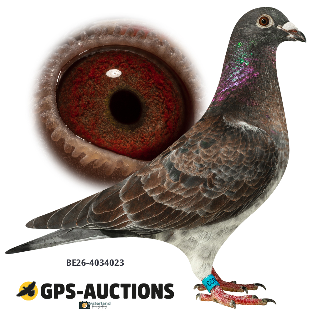 Lot 06: BE26-4034023