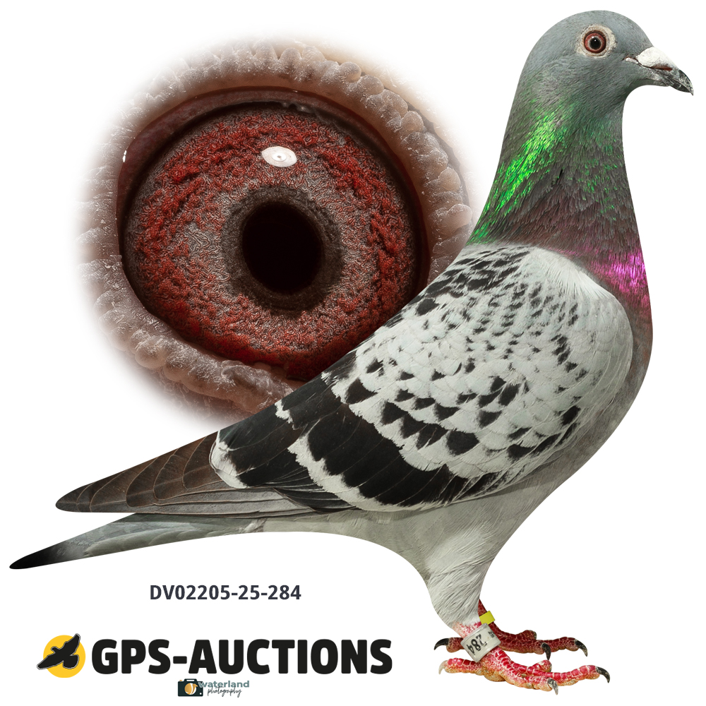 Lot 01: DV02205-25-284
