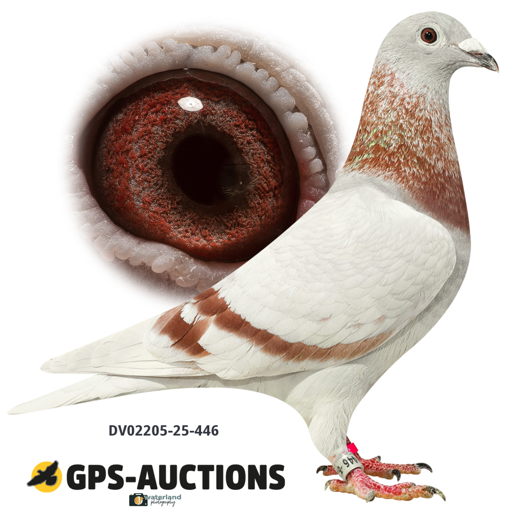Lot 11: DV02205-25-446