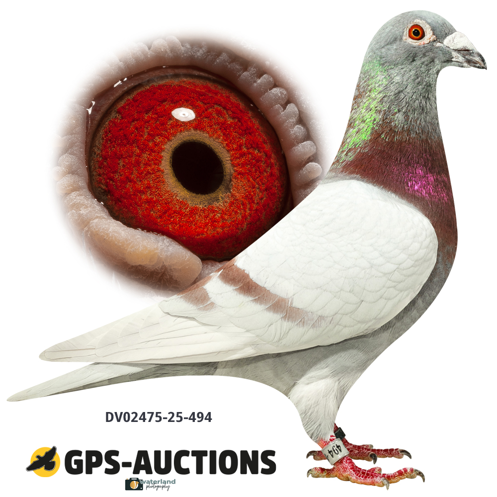 Lot 10: DV02475-25-494