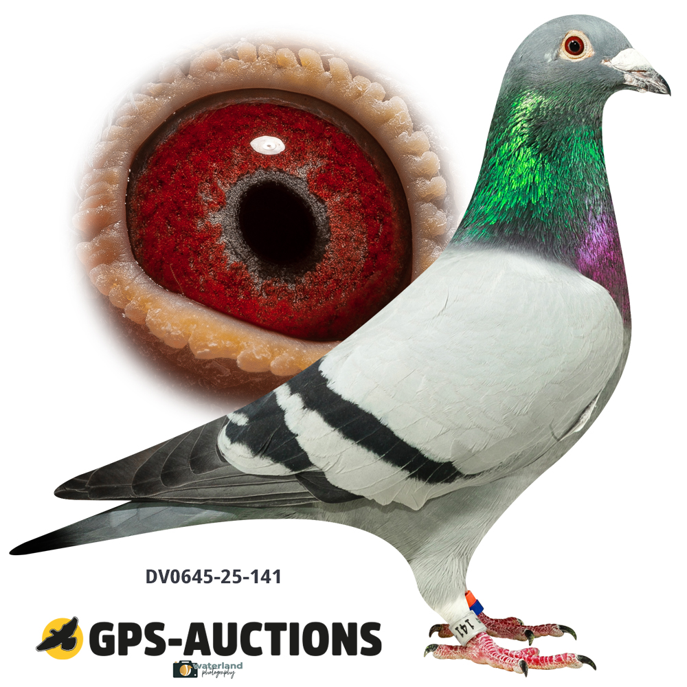 Lot 09: DV0645-25-141