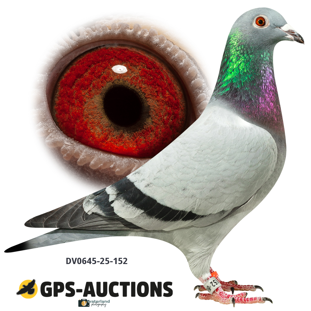 Lot 04: DV0645-25-152