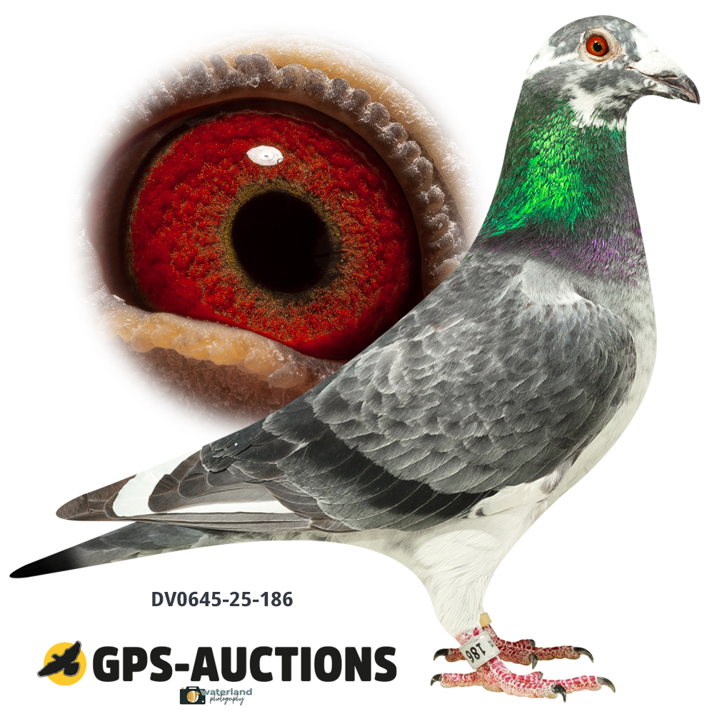 Lot 05: DV0645-25-186