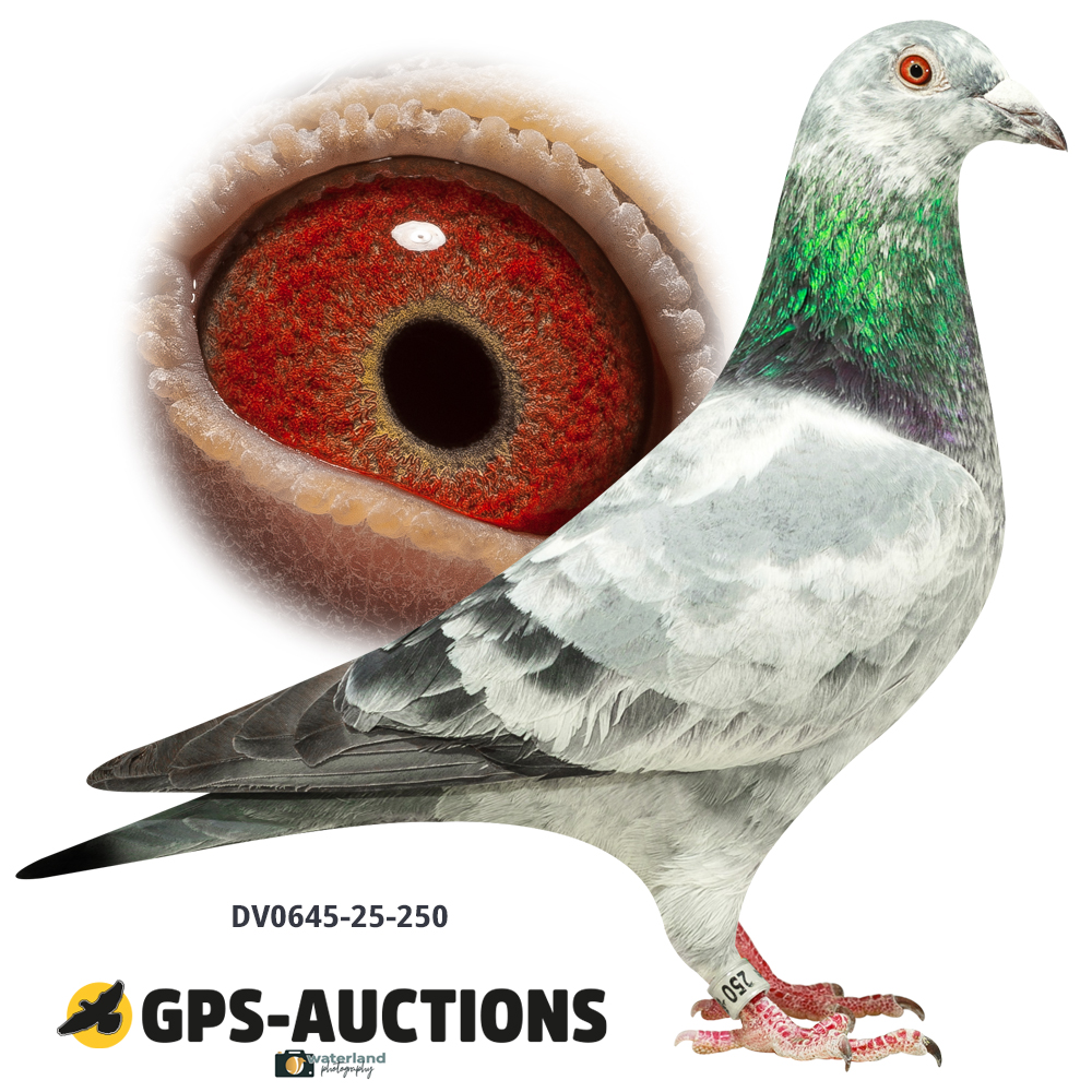 Lot 01: DV0645-25-250