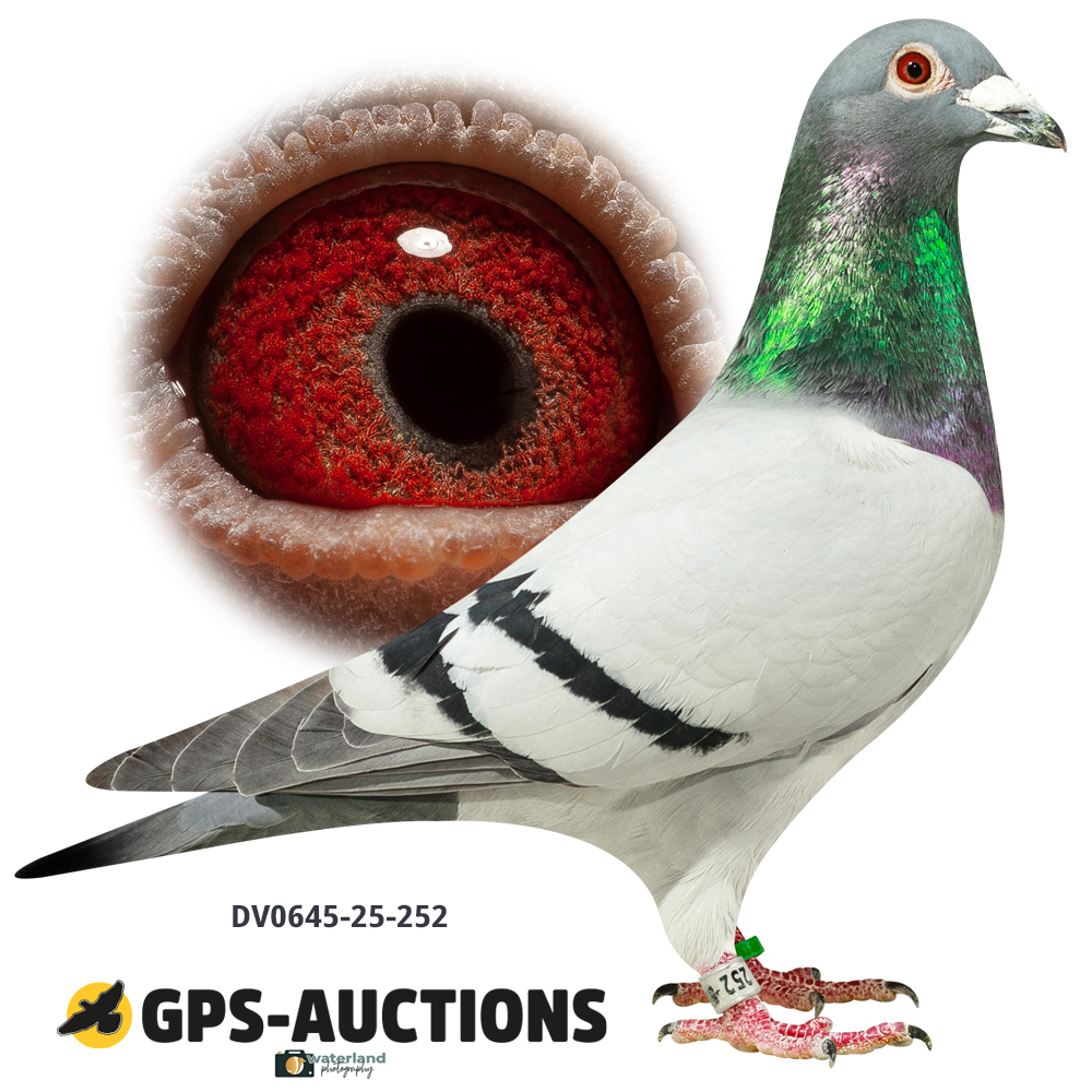 Lot 06: DV0645-25-252
