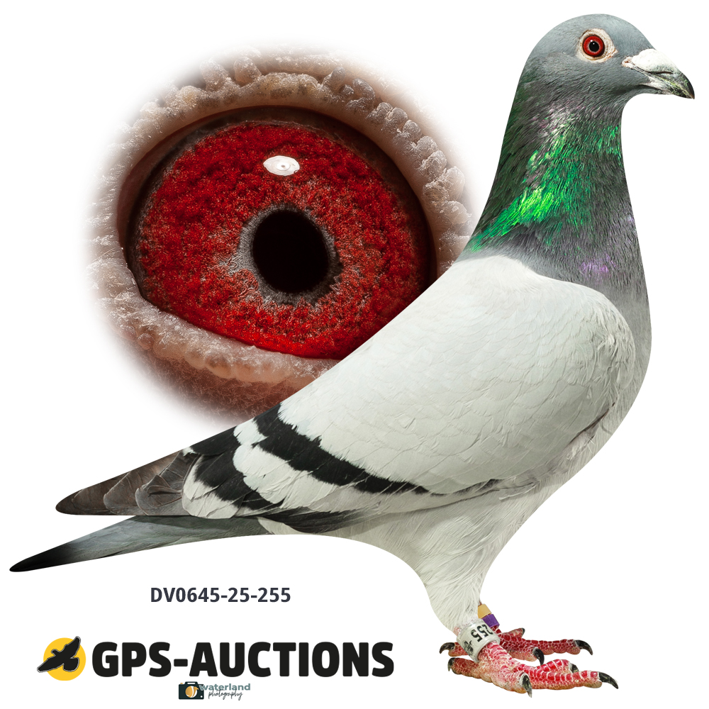 Lot 03: DV0645-25-255