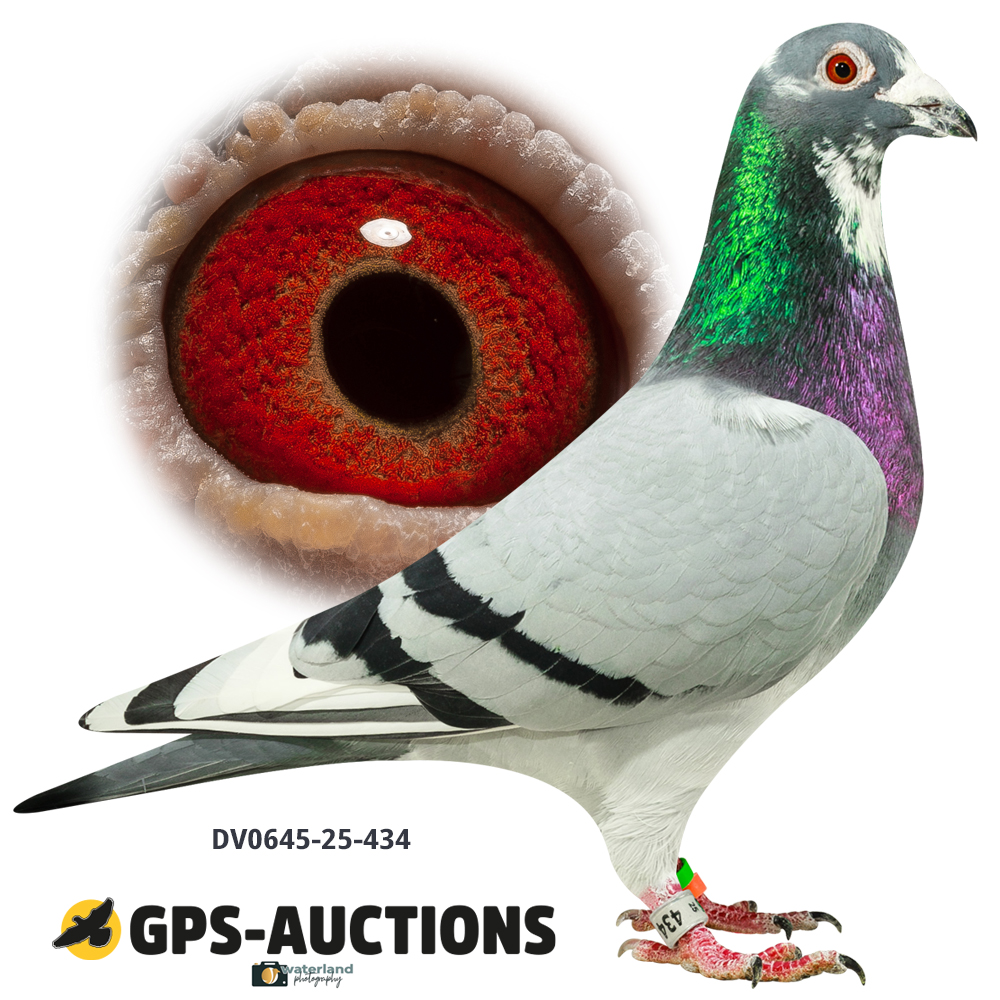 Lot 07: DV0645-25-434