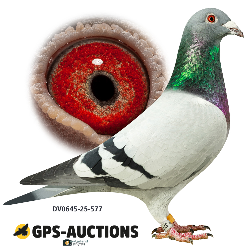 Lot 04: DV0645-25-577