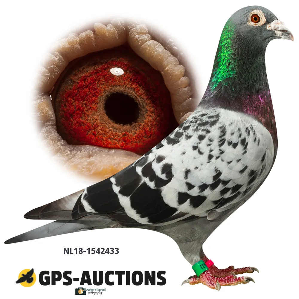 Lot 01: NL18-1542433