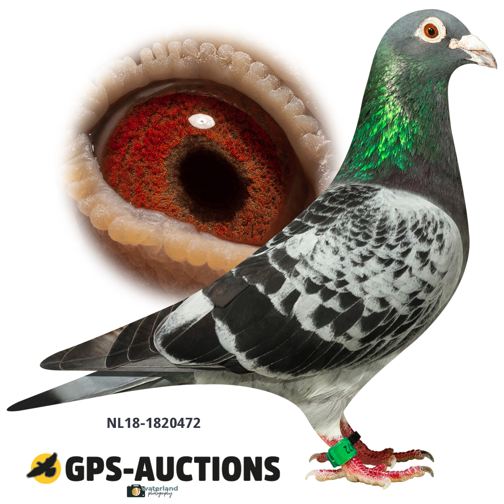 Lot 01: NL18-1820472
