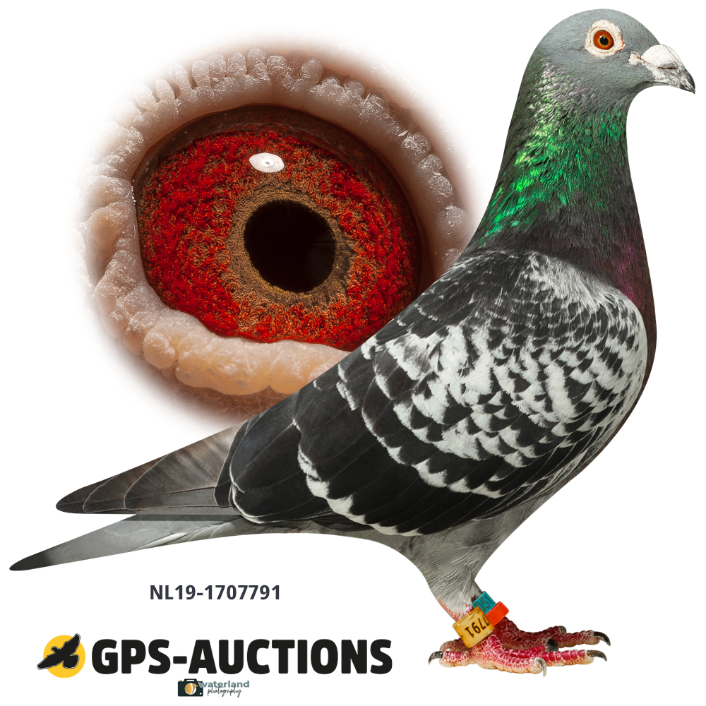 Lot 01: NL19-1707791