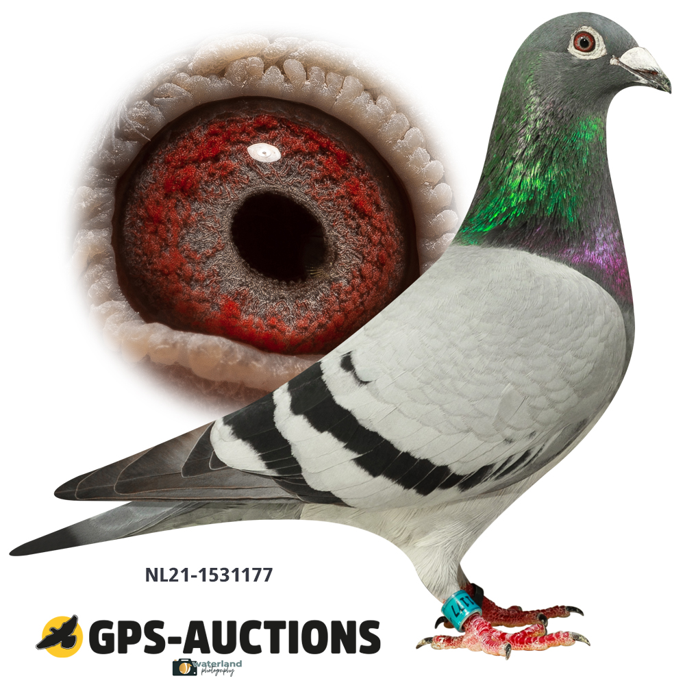 Lot 07: NL21-1531177