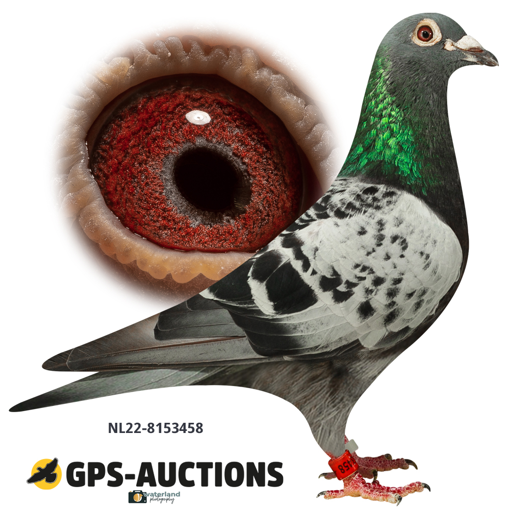 Lot 07: NL22-8153458