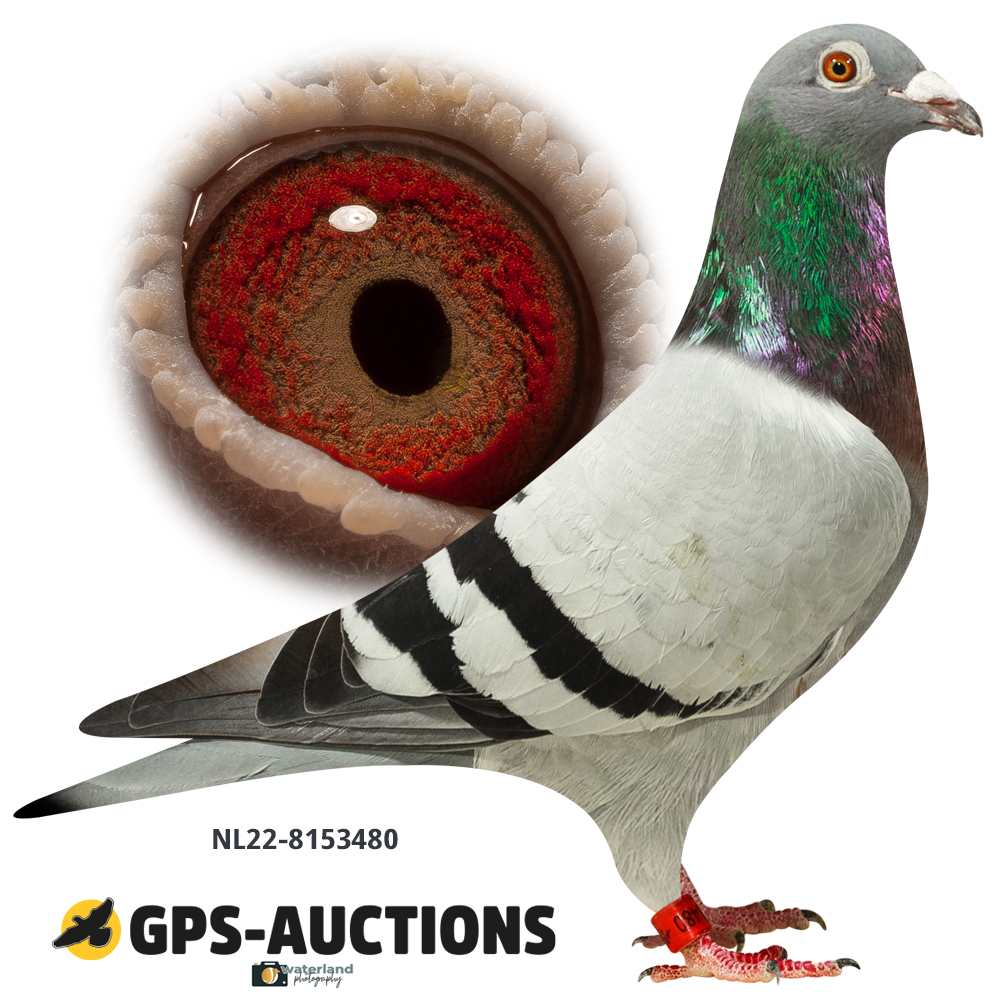 Lot 04: NL22-8153480