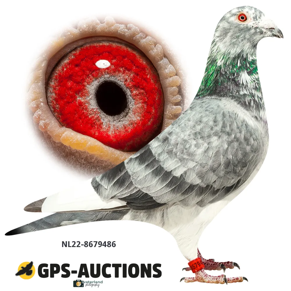 Lot 01: NL22-8679486