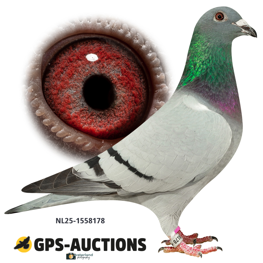Lot 05: NL25-1558178