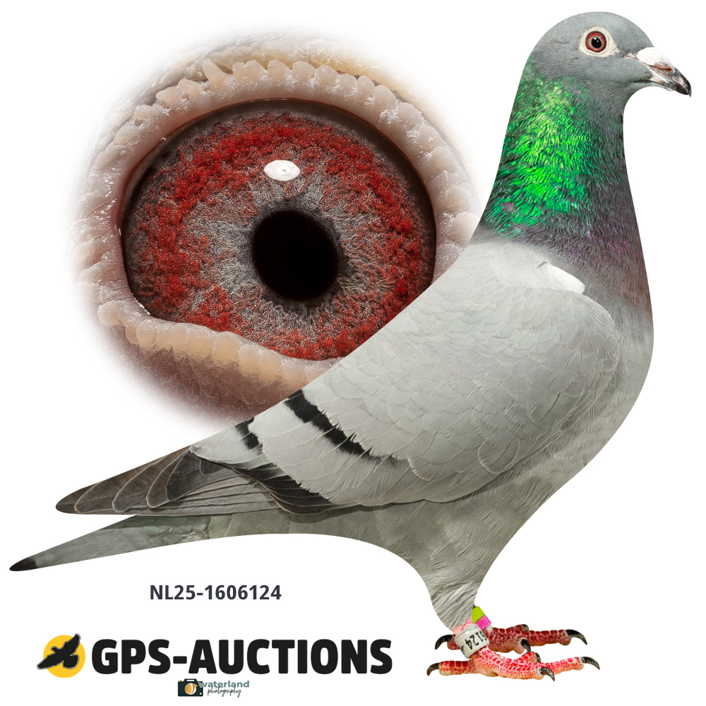 Lot 01: NL25-1606124
