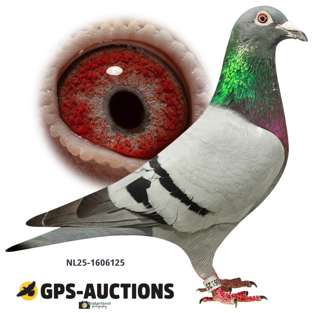 Lot 02: NL25-1606125
