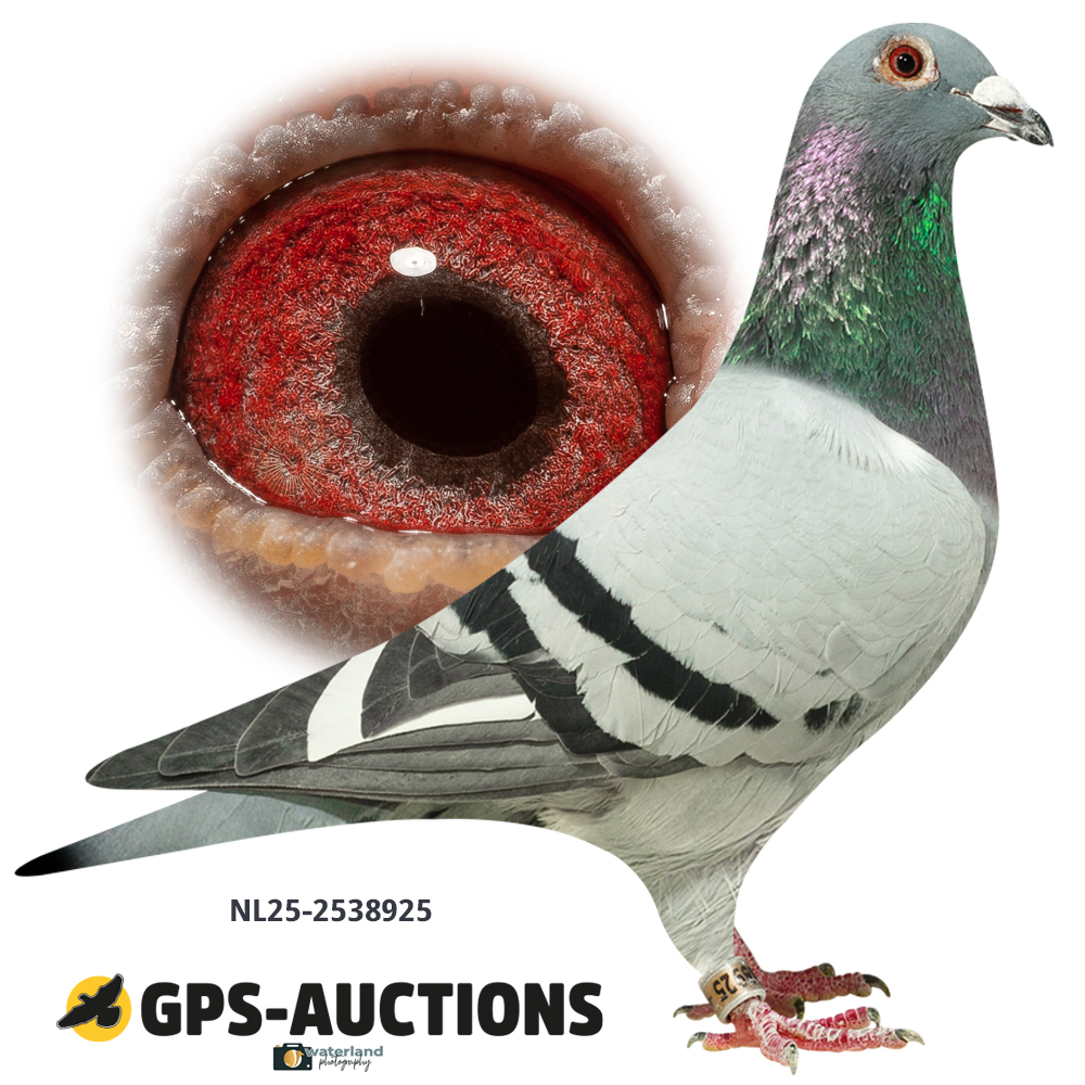Lot 03A: NL25-2538925