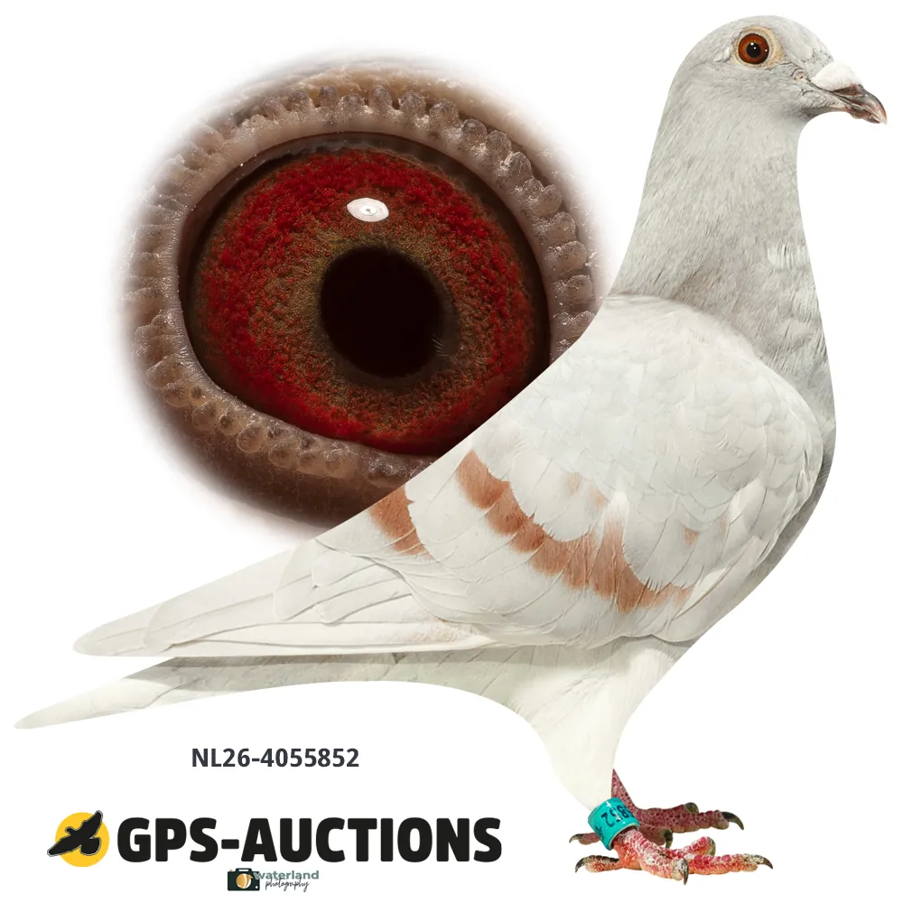 Lot 01: NL26-4055852