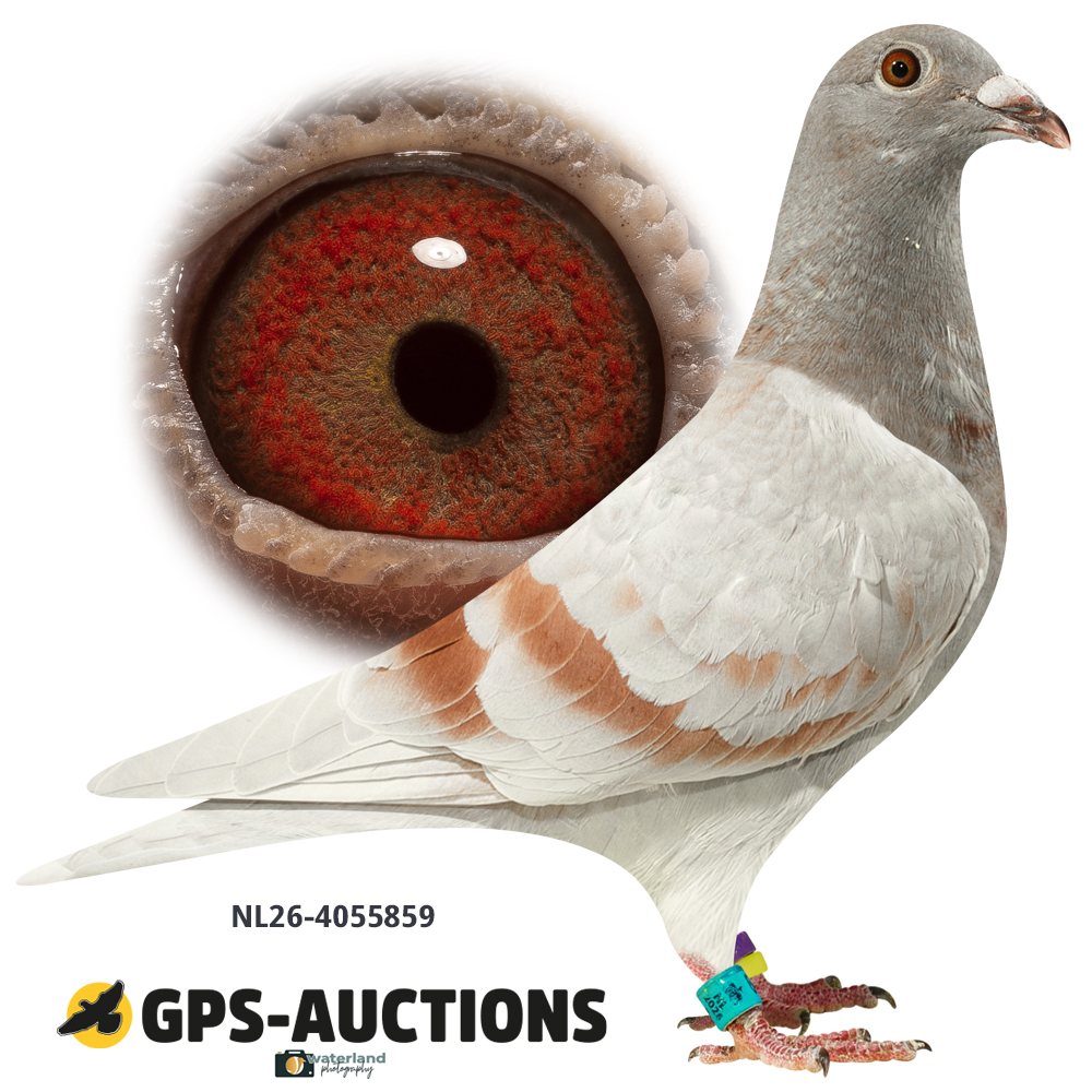 Lot 03: NL26-4055859