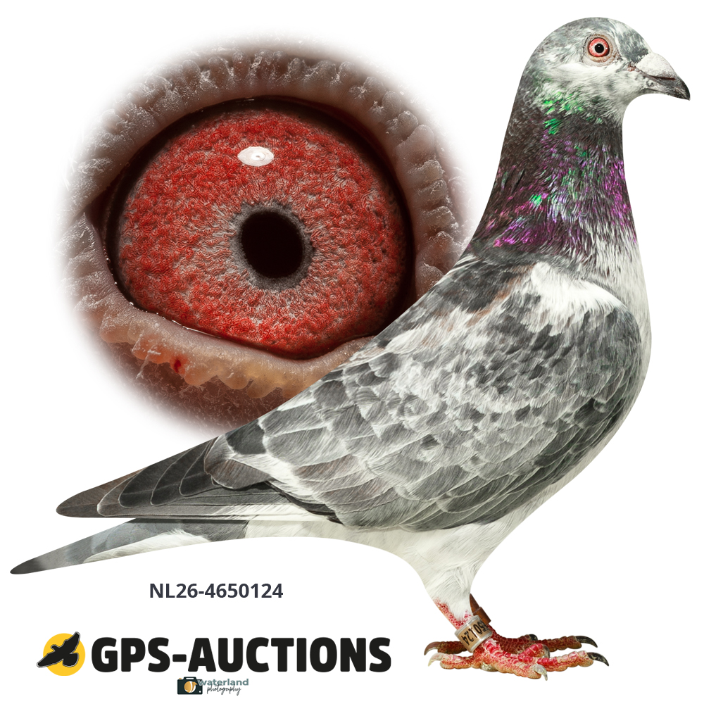 Lot 03: NL26-4650124
