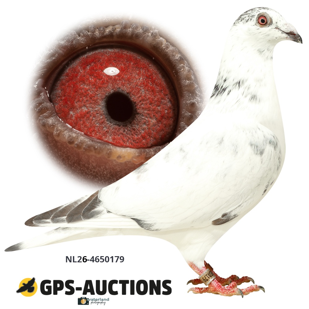 Lot 01: NL26-4650179