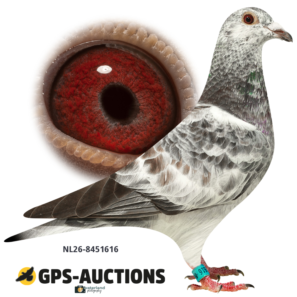 Lot 06: NL26-8451616
