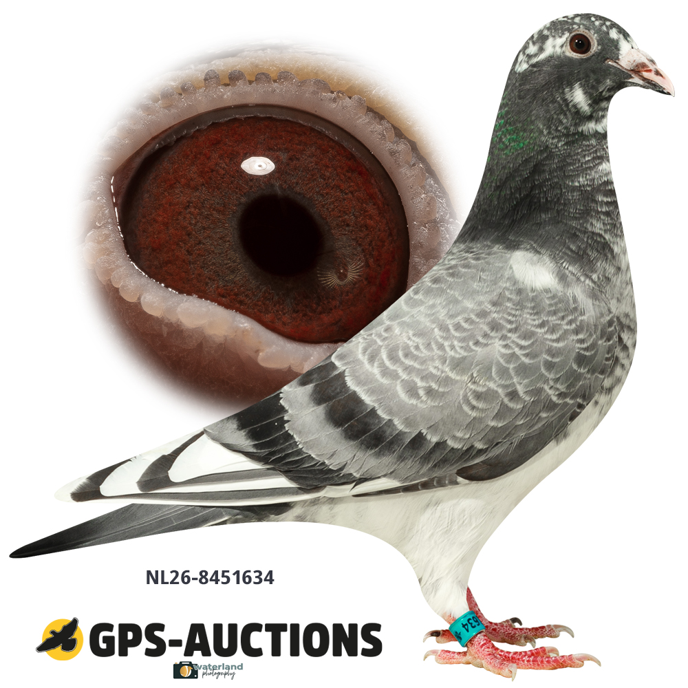 Lot 07: NL26-8451634
