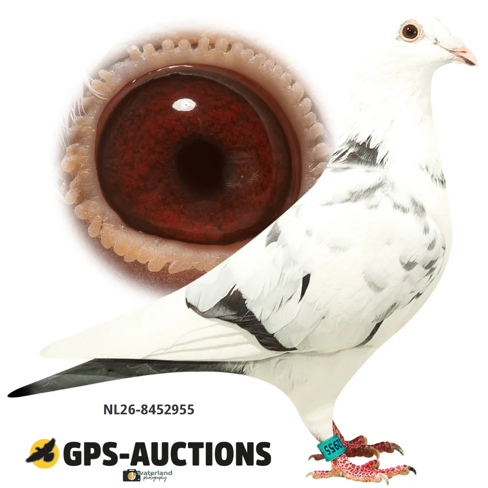 Lot 02: NL26-8452955