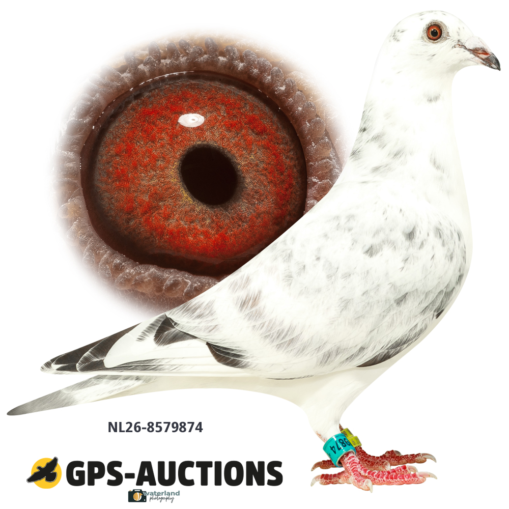 Lot 10: NL26-8579874