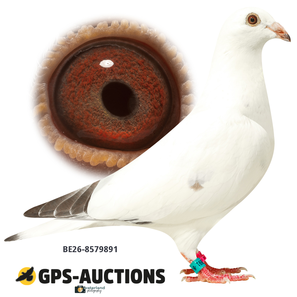Lot 03: NL26-8579891