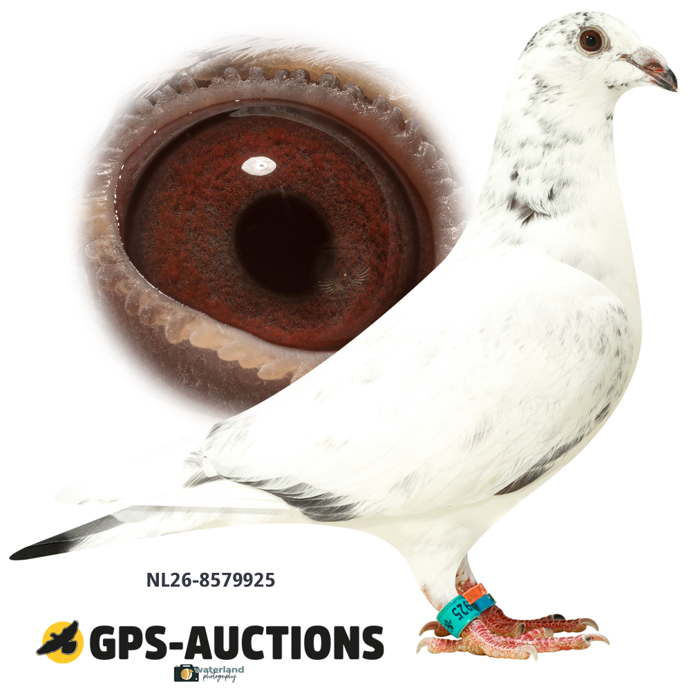 Lot 05: NL26-8579925