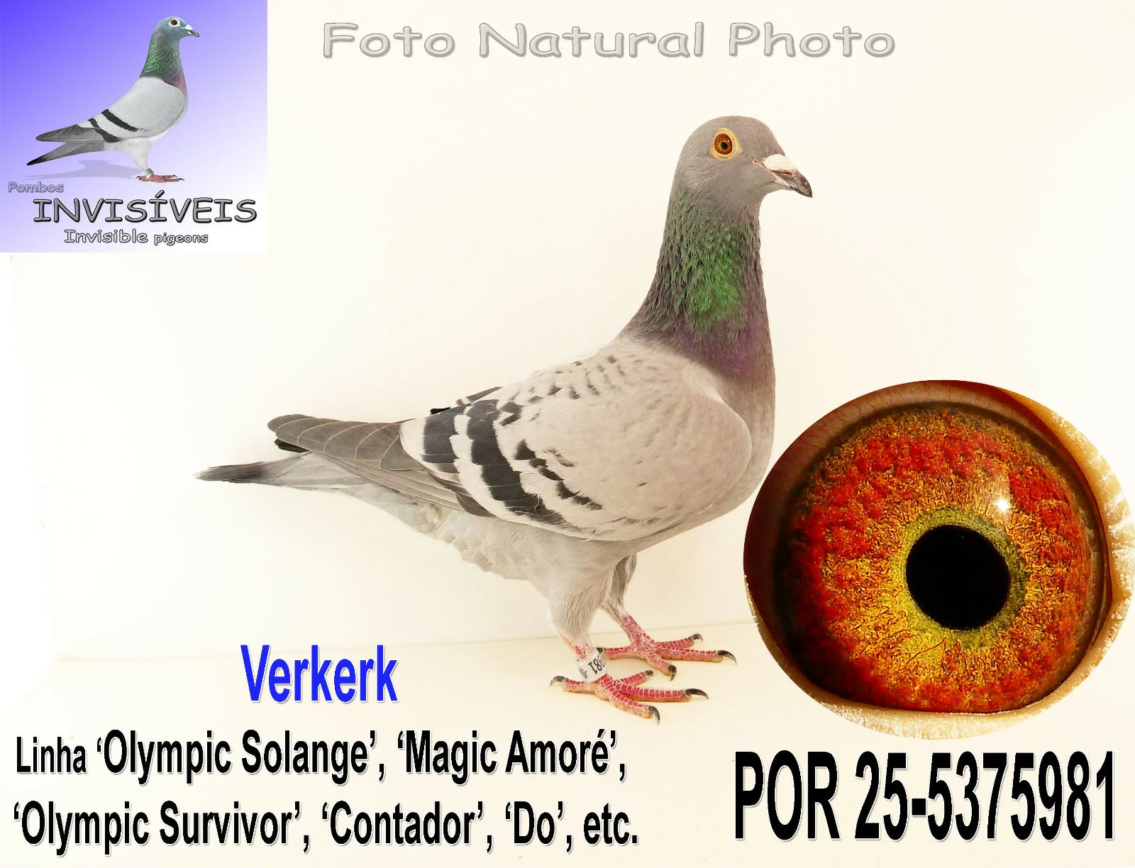 PO-25-5375981